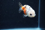 Baby Ranchu  Calico 2.5 Inch (ID#415R9c-26) Free2Day SHIPPING