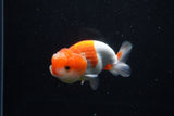 Juvenile Lionchu  Red White 3.5 Inch (ID#1210R11b-26) Free2Day SHIPPING