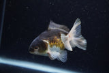 Juvenile Thai Oranda  Tricolor 3.5 Inch (ID#1224To12c-72) Free2Day SHIPPING