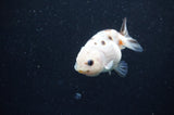Baby Ranchu  Calico 2.5 Inch (ID#415R9c-26) Free2Day SHIPPING