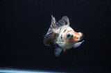 Butterfly  Calico 3.5 Inch (ID#311B8b-33) Free2Day SHIPPING