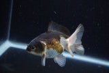 Juvenile Thai Oranda  Tricolor 3.5 Inch (ID#1224To12c-72) Free2Day SHIPPING