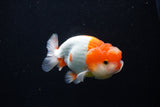 Juvenile Lionchu  Red White 3.5 Inch (ID#1210R11b-26) Free2Day SHIPPING