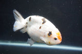 Milk Cow Ranchu  Calico 4.5 Inch (ID#1018R9a-66) Free2Day SHIPPING