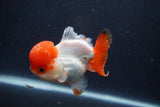 Short Body Thai Oranda  Red White 4 Inch (ID#1231To14b-95) Free2Day SHIPPING