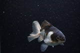 Juvenile Thai Oranda  Tricolor 3.5 Inch (ID#1224To12c-72) Free2Day SHIPPING