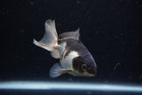 Juvenile Thai Oranda  Tricolor 3.5 Inch (ID#1224To12c-72) Free2Day SHIPPING