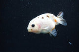 Baby Ranchu  Calico 2.5 Inch (ID#415R9c-26) Free2Day SHIPPING