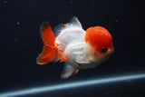 Short Body Thai Oranda  Red White 4 Inch (ID#1231To14b-95) Free2Day SHIPPING