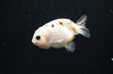 Baby Ranchu  Calico 2.5 Inch (ID#415R9c-26) Free2Day SHIPPING