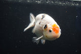 Milk Cow Ranchu  Calico 4.5 Inch (ID#1018R9a-66) Free2Day SHIPPING