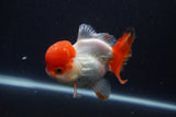 Short Body Thai Oranda  Red White 4 Inch (ID#1231To14b-95) Free2Day SHIPPING