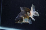 Juvenile Thai Oranda  Tricolor 3.5 Inch (ID#1224To12c-72) Free2Day SHIPPING