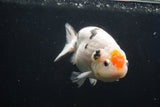 Milk Cow Ranchu  Calico 4.5 Inch (ID#1018R9a-66) Free2Day SHIPPING