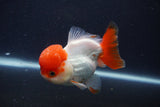 Short Body Thai Oranda  Red White 4 Inch (ID#1231To14b-95) Free2Day SHIPPING