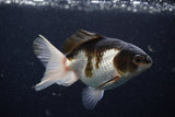 Juvenile Thai Oranda  Tricolor 3.5 Inch (ID#1224To12c-72) Free2Day SHIPPING