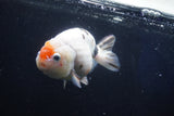 Milk Cow Ranchu  Calico 4.5 Inch (ID#1018R9a-66) Free2Day SHIPPING