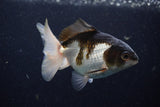 Juvenile Thai Oranda  Tricolor 3.5 Inch (ID#1224To12c-72) Free2Day SHIPPING