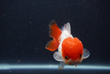 Short Body Thai Oranda  Red White 4 Inch (ID#1231To14b-95) Free2Day SHIPPING