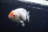 Milk Cow Ranchu  Calico 4.5 Inch (ID#1018R9a-66) Free2Day SHIPPING