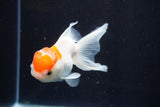 Juvenile Thai Oranda  Red White 3 Inch (ID#924To13bPT4-23) Free2Day SHIPPING