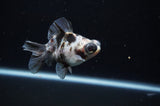 Butterfly  Calico 3.5 Inch (ID#311B8b-34) Free2Day SHIPPING