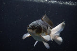 Juvenile Thai Oranda  Tricolor 3.5 Inch (ID#1224To12c-72) Free2Day SHIPPING