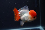 Short Body Thai Oranda  Red White 4 Inch (ID#1231To14b-95) Free2Day SHIPPING