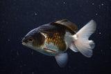 Juvenile Thai Oranda  Tricolor 3.5 Inch (ID#1224To12c-72) Free2Day SHIPPING