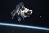 Butterfly  Calico 3.5 Inch (ID#311B8b-34) Free2Day SHIPPING
