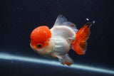 Short Body Thai Oranda  Red White 4 Inch (ID#1231To14b-95) Free2Day SHIPPING