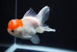 Juvenile Thai Oranda  Red White 3 Inch (ID#924To13bPT4-23) Free2Day SHIPPING