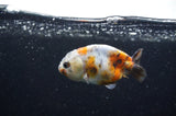 Baby Ranchu  Calico 3 Inch (ID#415R9c-27) Free2Day SHIPPING