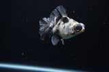 Butterfly  Calico 3.5 Inch (ID#311B8b-34) Free2Day SHIPPING