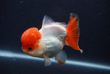 Short Body Thai Oranda  Red White 4 Inch (ID#1231To14b-95) Free2Day SHIPPING