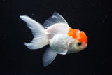 Juvenile Thai Oranda  Red White 3 Inch (ID#924To13b-23) Free2Day SHIPPING