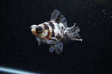 Butterfly  Calico 3.5 Inch (ID#311B8b-34) Free2Day SHIPPING