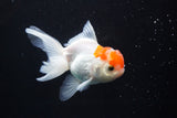 Juvenile Thai Oranda  Red White 3 Inch (ID#924To13bPT4-23) Free2Day SHIPPING