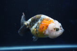 Milk Cow Ranchu  Calico 4 Inch (ID#1018R9a-67) Free2Day SHIPPING