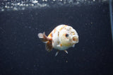 Baby Ranchu  Calico 3 Inch (ID#415R9c-27) Free2Day SHIPPING