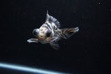 Butterfly  Calico 3.5 Inch (ID#311B8b-34) Free2Day SHIPPING