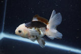 Juvenile Thai Oranda  Panda 3.5 Inch (ID#1224To12c-73) Free2Day SHIPPING