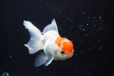 Juvenile Thai Oranda  Red White 3 Inch (ID#924To13b-23) Free2Day SHIPPING