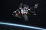 Butterfly  Calico 3.5 Inch (ID#311B8b-34) Free2Day SHIPPING