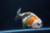 Milk Cow Ranchu  Calico 4 Inch (ID#1018R9a-67) Free2Day SHIPPING