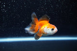 Baby Thai Oranda  Tricolor 2.5 Inch (ID#1112ToPTA-23) Free2Day SHIPPING