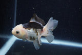 Juvenile Thai Oranda  Panda 3.5 Inch (ID#1224To12c-73) Free2Day SHIPPING