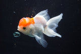 Juvenile Thai Oranda  Red White 3 Inch (ID#924To13bPT4-23) Free2Day SHIPPING