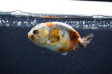 Baby Ranchu  Calico 3 Inch (ID#415R9c-27) Free2Day SHIPPING