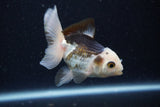 Juvenile Thai Oranda  Panda 3.5 Inch (ID#1224To12c-73) Free2Day SHIPPING